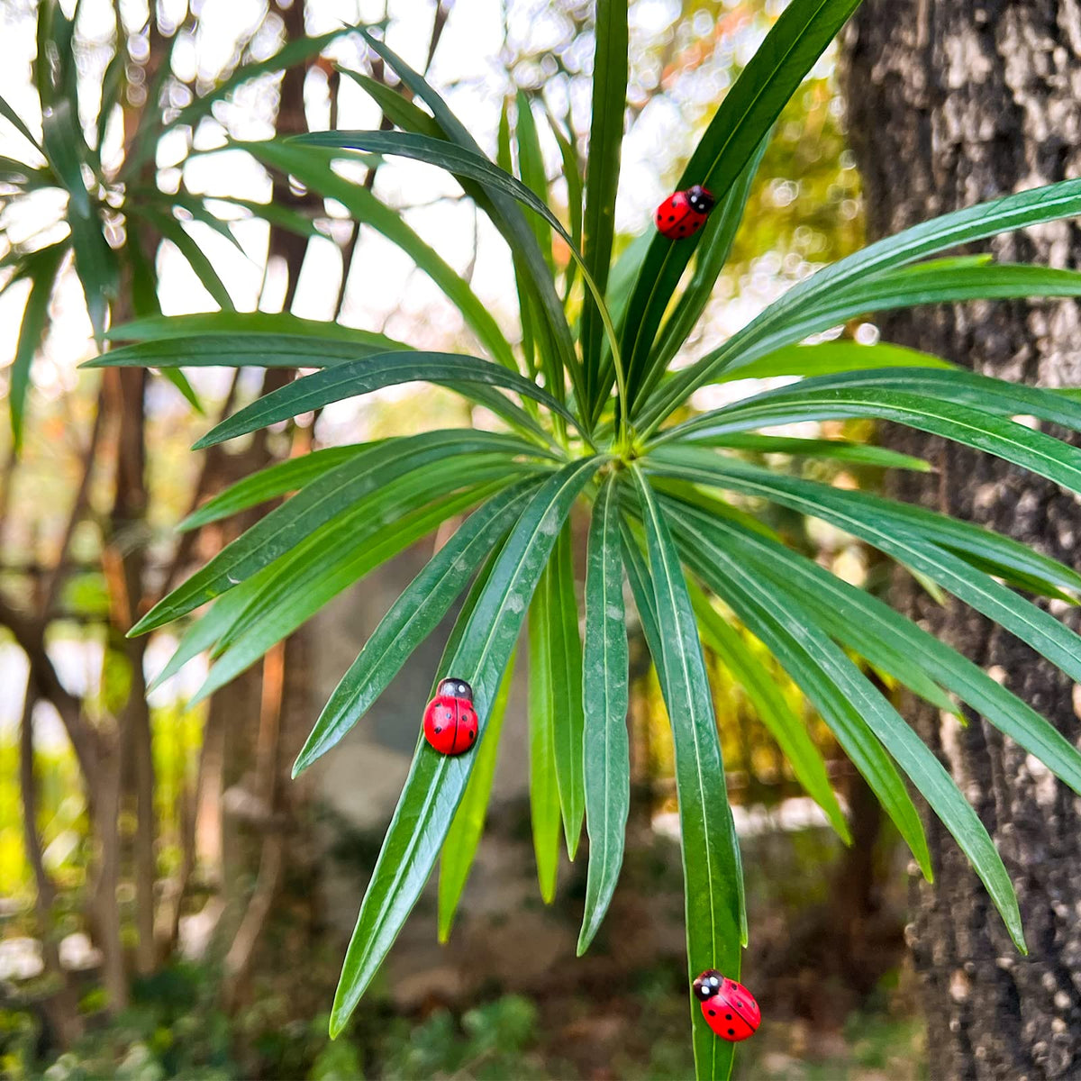 Rainteam Ladybug magnet gift idea for plant lovers.