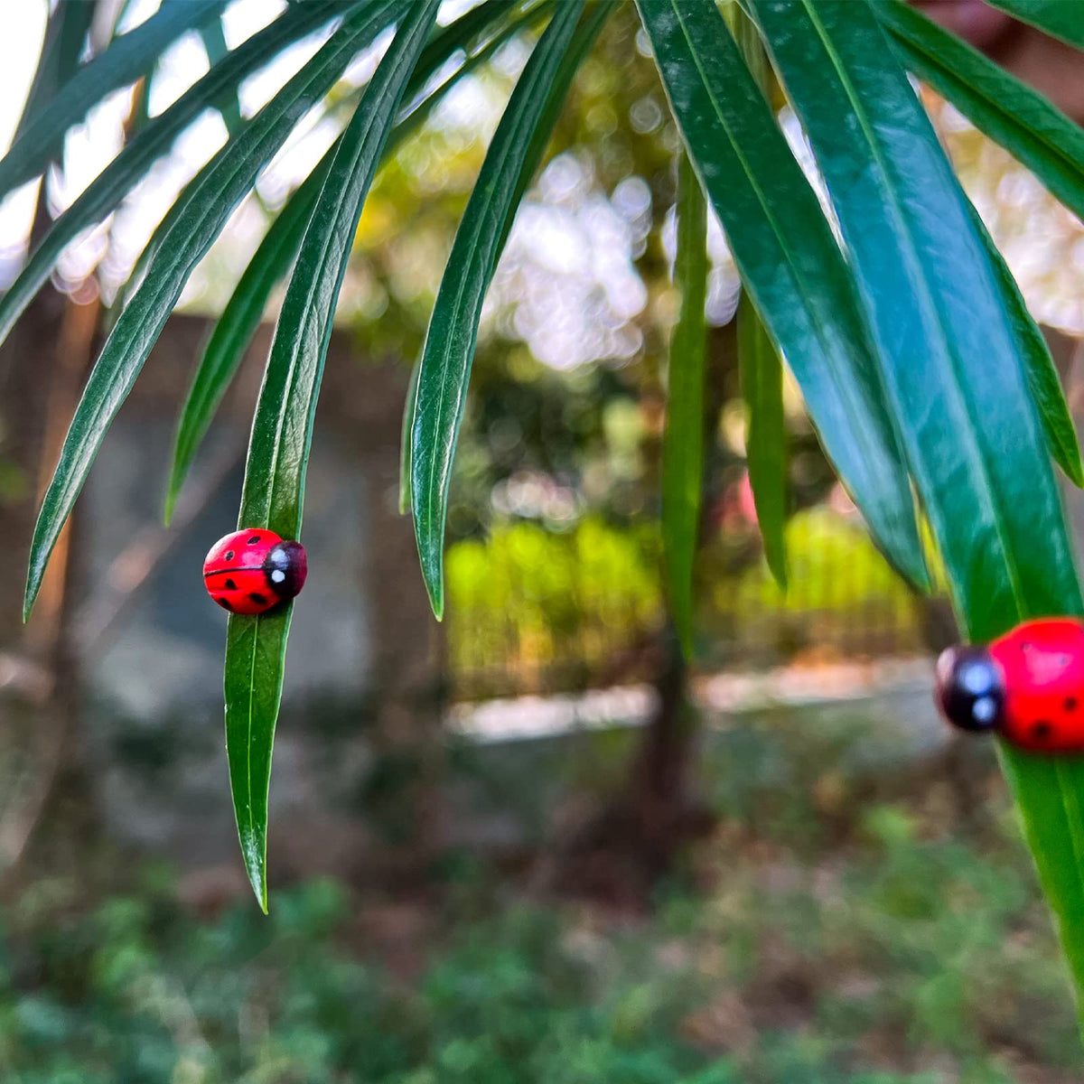 Rainteam Ladybug magnet on Monstera adds plant flair and whimsy.