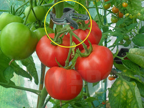 RamPro weatherproof clips resist rust for long-term outdoor gardening.