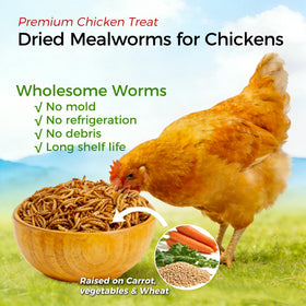 RANZ dried mealworms in a chicken treat bowl illustrating protein-packed feeding.