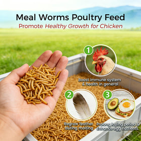 RANZ dried mealworms ducks pecking for an energy-rich treat.