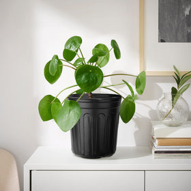 RAOOKIF 3 gallon pot designed for indoor and outdoor plant setups.