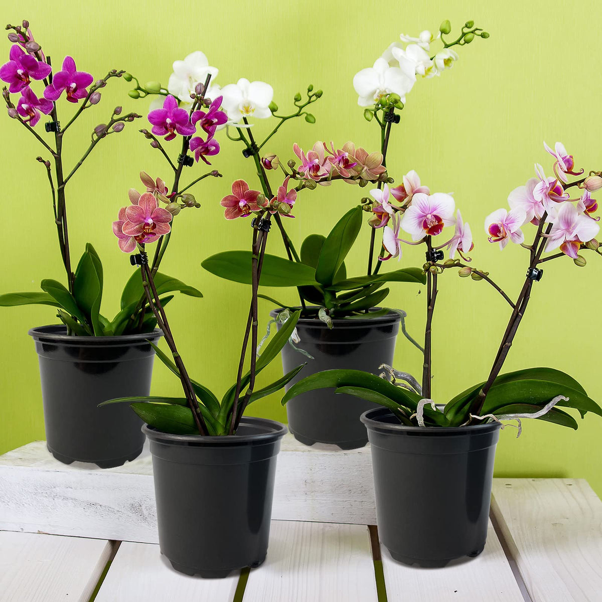 RAOOKIF deformable plastic pot shape returns after bending.