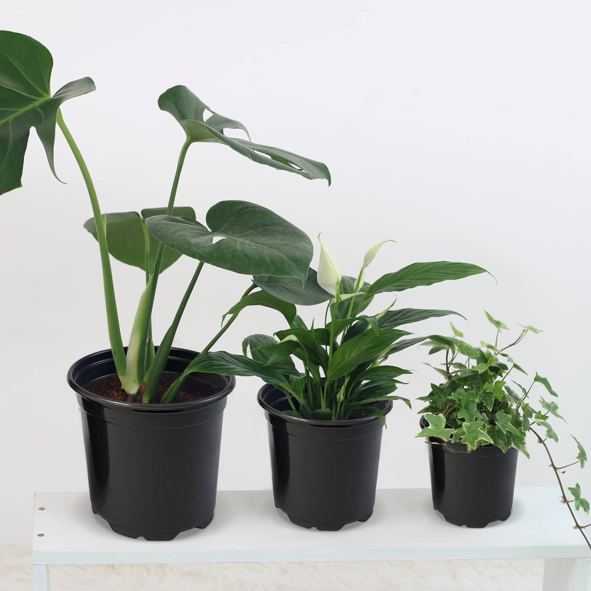 RAOOKIF nursery pot packaging displays a 50-piece set.