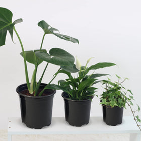 RAOOKIF nursery pot packaging displays a 50-piece set.