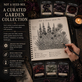 Early Splendor Amaranth plume adding bold color and texture in the Ravens Hollow collection
