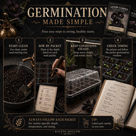 Midnight Rouge Sunflower stem with bold color from Ravens Hollow Gothic Seed Collection
