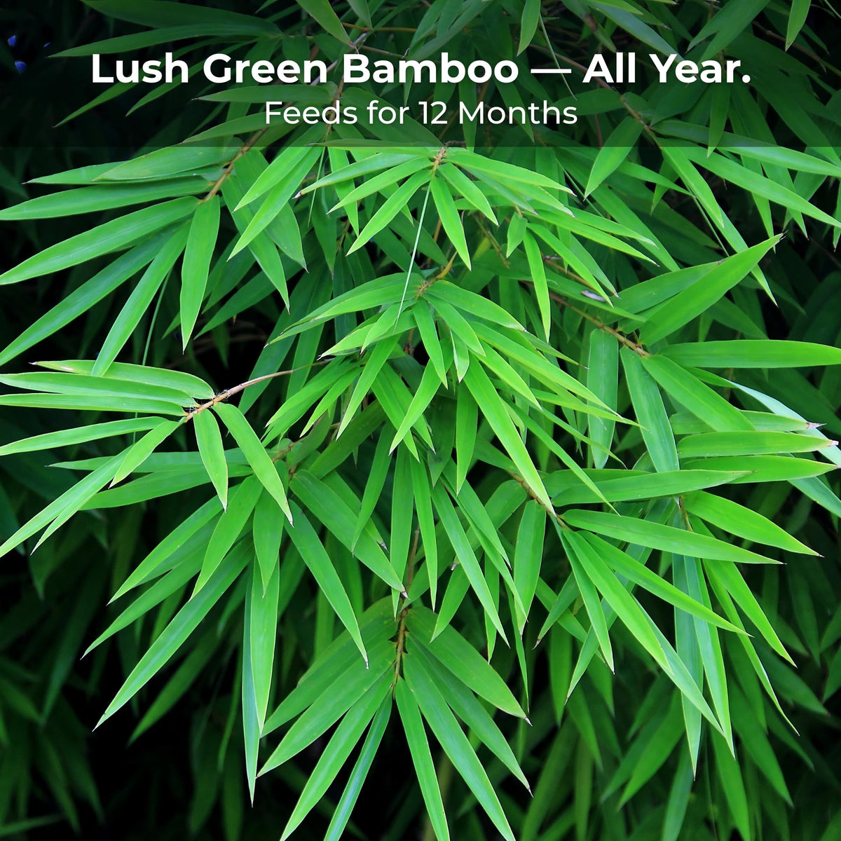 Real Growers Bamboo Special bamboo foliage growth with steady nutrients.