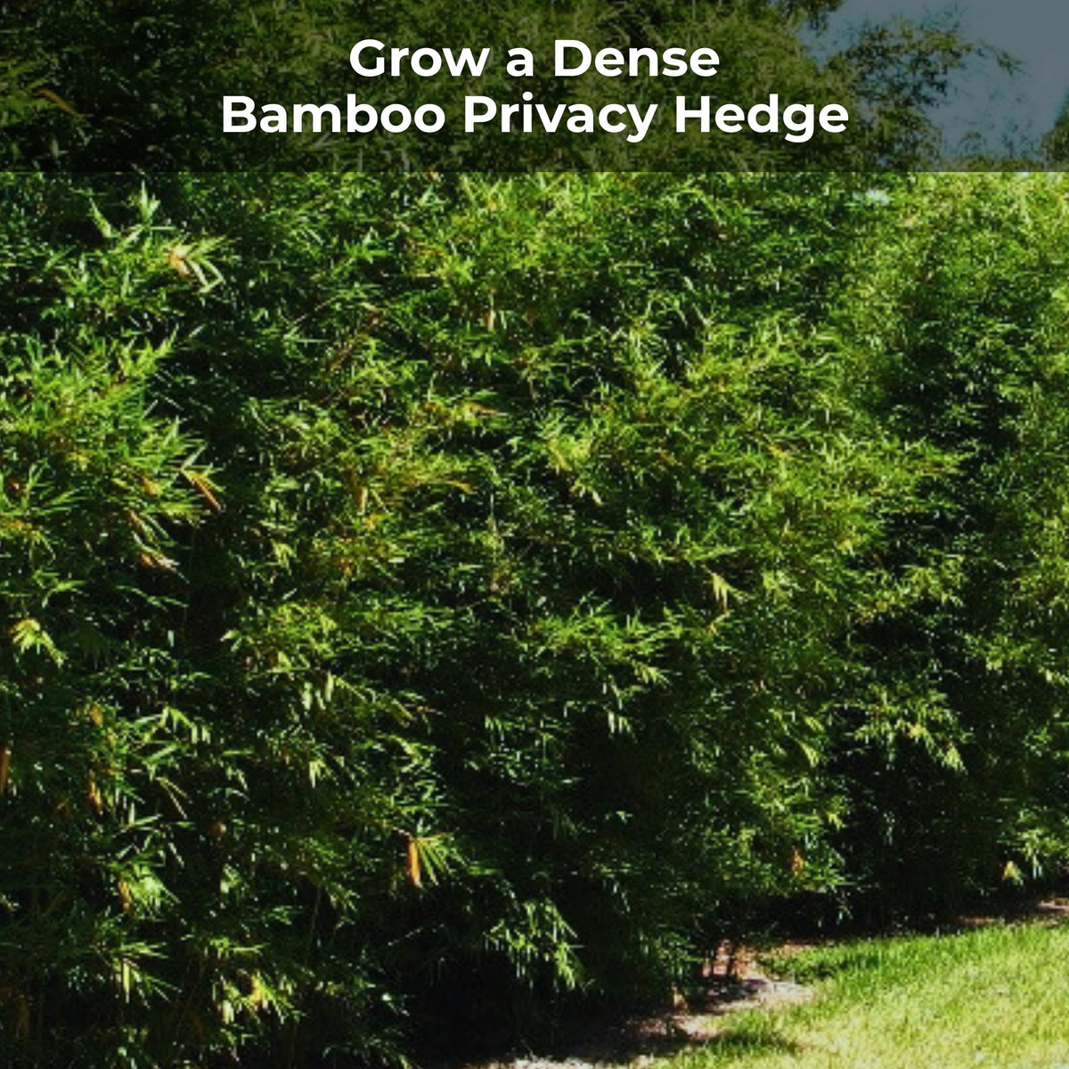 Real Growers Bamboo Special measuring visual suggests year-round feeding plan.