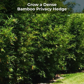 Real Growers Bamboo Special measuring visual suggests year-round feeding plan.