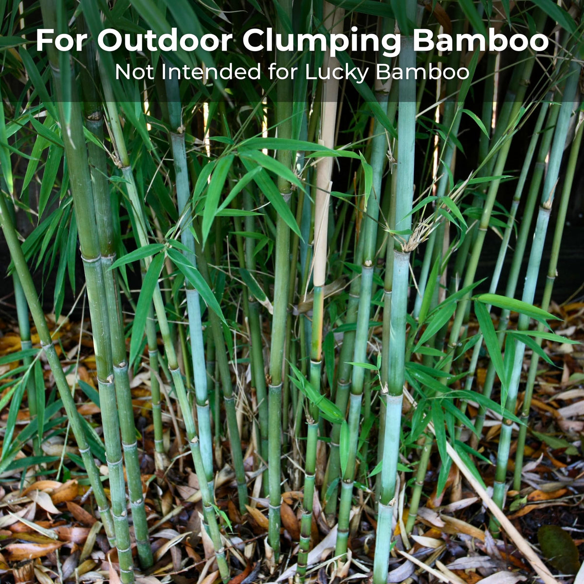 Real Growers Bamboo Special privacy hedge growth with long-term nourishment.