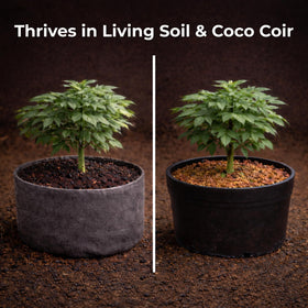 Real Growers Recharge mixed into coco coir during a feeding session.