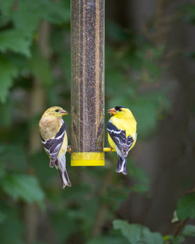 Recyclable-feeder-packaging reduces waste while you feed backyard birds.