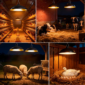 Redaica coop lighting at dusk-ready outdoor setup for extended visibility