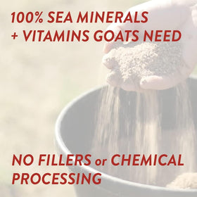 Redmond Goat Mineral Mix goats eating scene highlights instinctive craving for Redmond minerals.