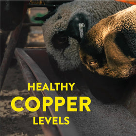 Redmond Sheep Mineral sea minerals sourced from Utah deposit
