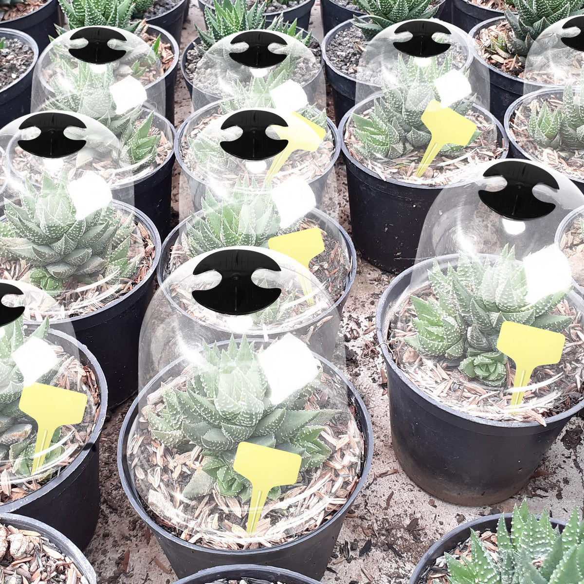 Remerry greenhouse dome set suits balconies and small gardens for microclimates.