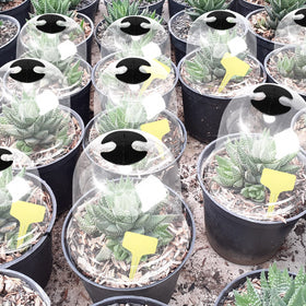 Remerry greenhouse dome set suits balconies and small gardens for microclimates.