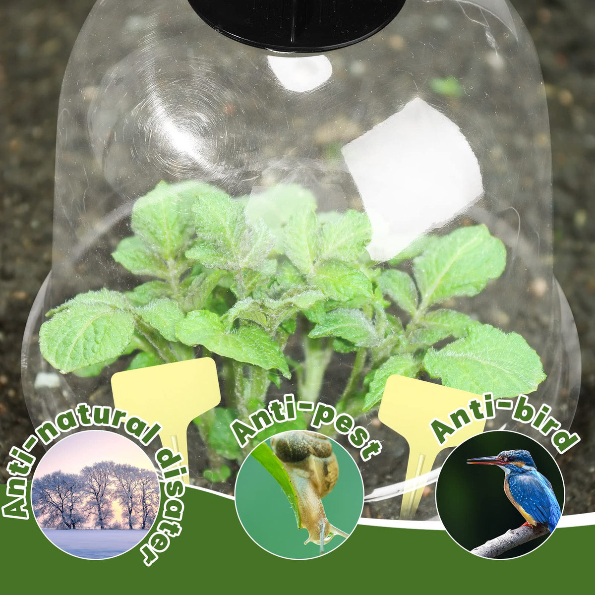 Remerry seed-starting dome protects young sprouts while you monitor growth.