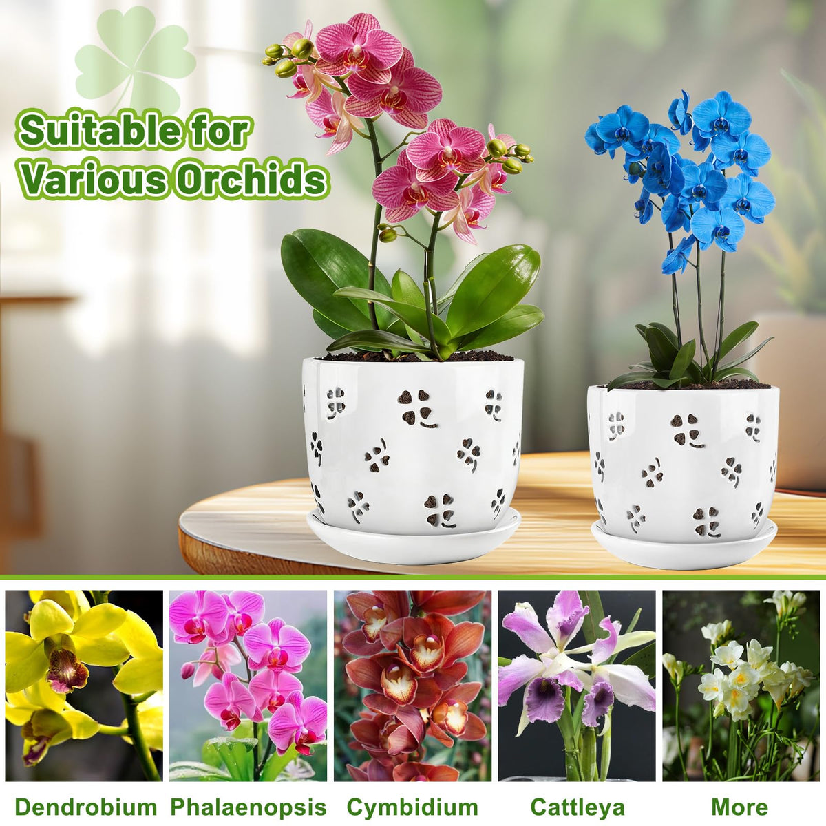 REMIAWY orchid pot smaller size supports compact indoor plants and succulents.