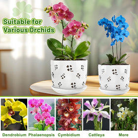 REMIAWY orchid pot smaller size supports compact indoor plants and succulents.