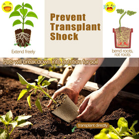 REMIAWY plant labels help you mark seeds and track progress easily.