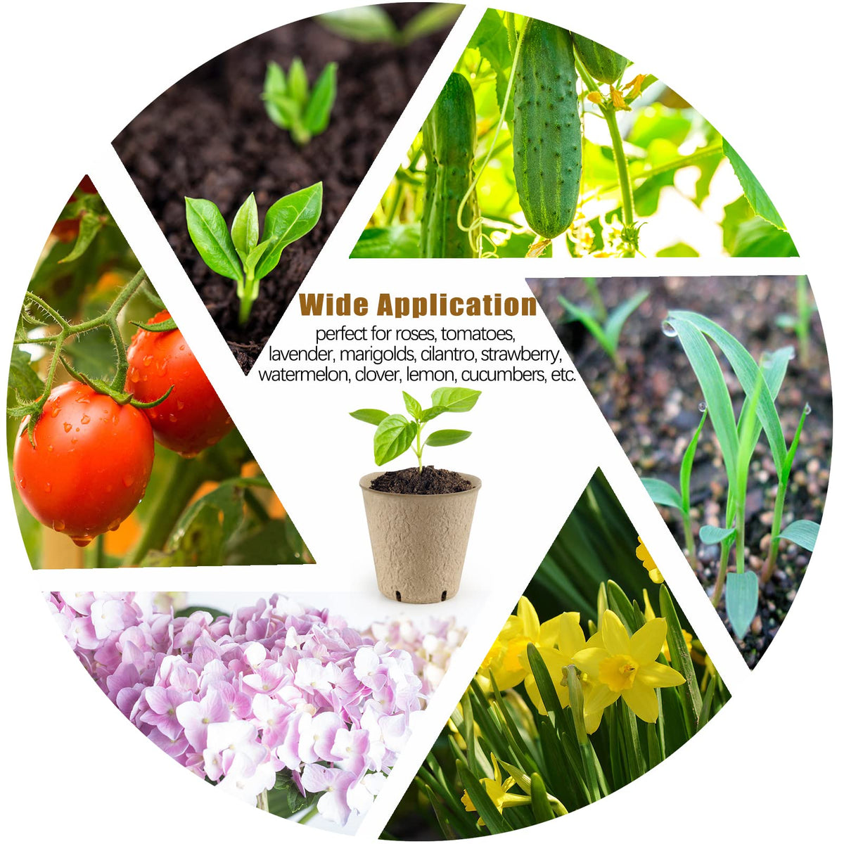 REMIAWY seedling pots suitable for vegetables, herbs, and flowers indoors or outdoors.