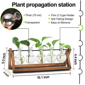 Renmxj Five-bulb Glass Vases showcase clear views for healthy cuttings.