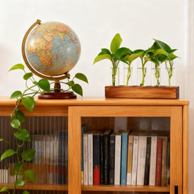 Renmxj Lucky Bamboo and Pothos propagation in test tubes