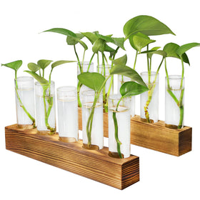 Renmxj plant propagation station on wooden stand for stylish desk display