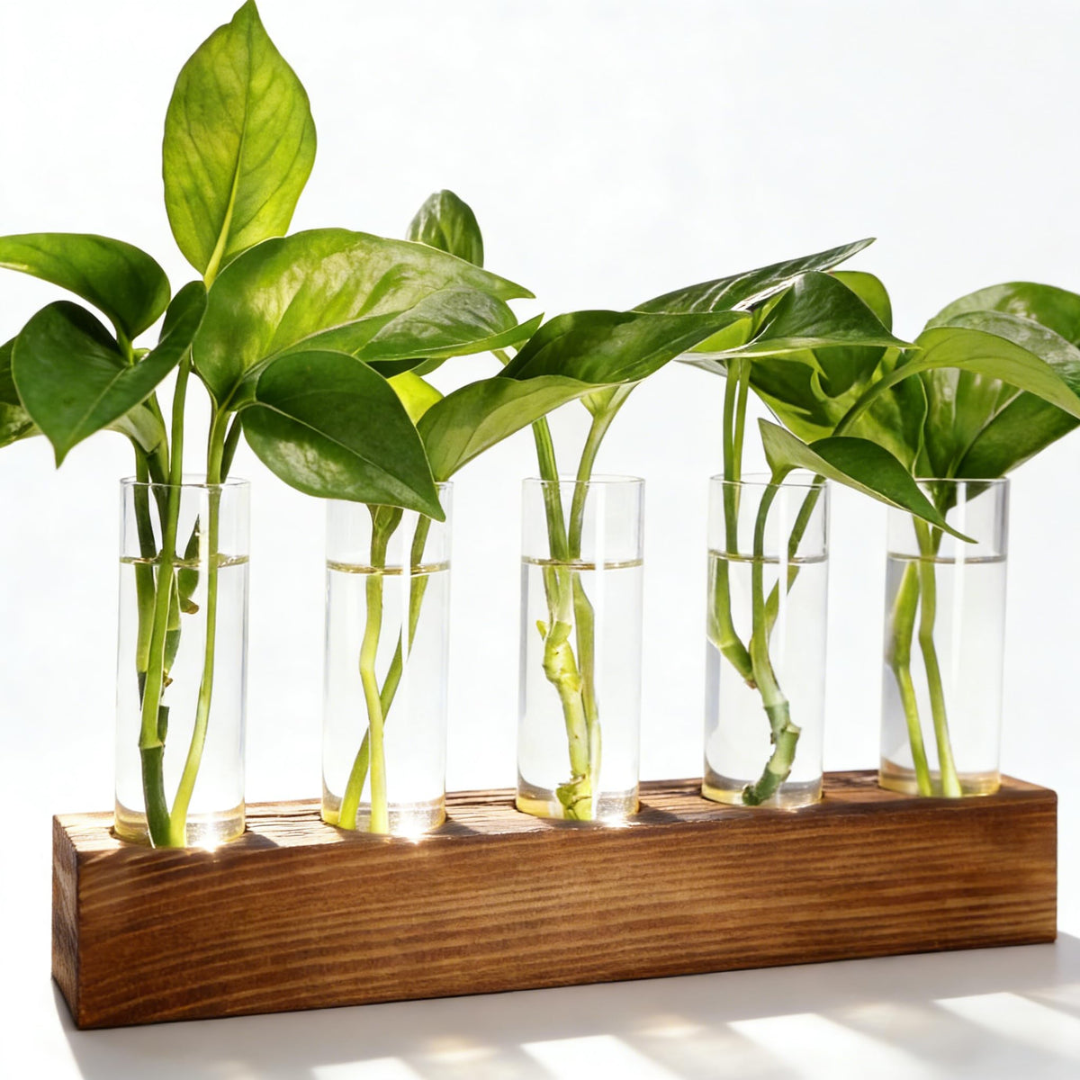 Renmxj propagation station with wood base and five glass tubes for desk use and easy rooting