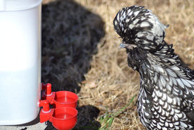 RentACoop 6 plus 1 cups pack keeps birds hydrated with extra cup.