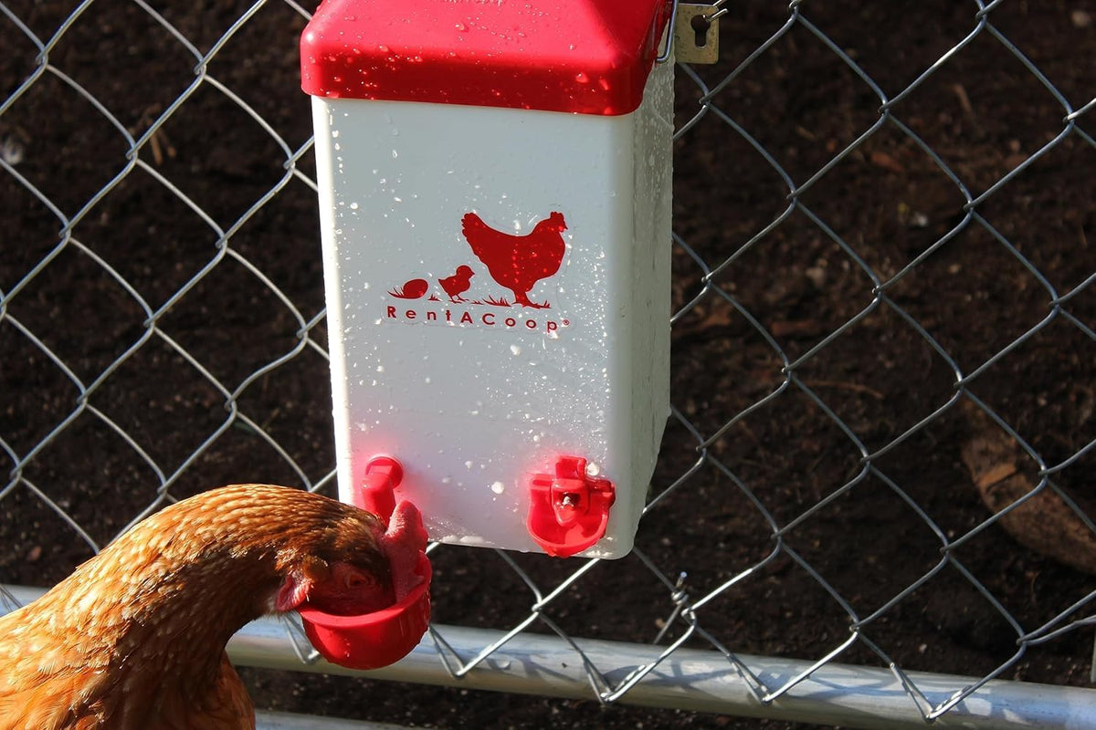 RentACoop anti-roost cone keeps the lid clean and dry