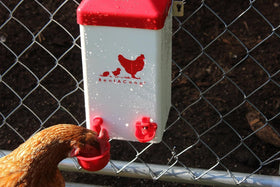 RentACoop anti-roost cone keeps the lid clean and dry