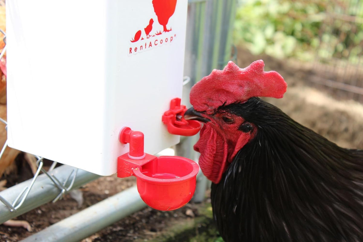 RentACoop BPA-free plastic ensures durable, safe water storage