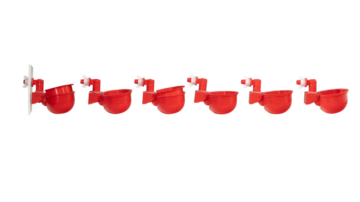 RentACoop chicken water cup in use delivers steady hydration for a flock.
