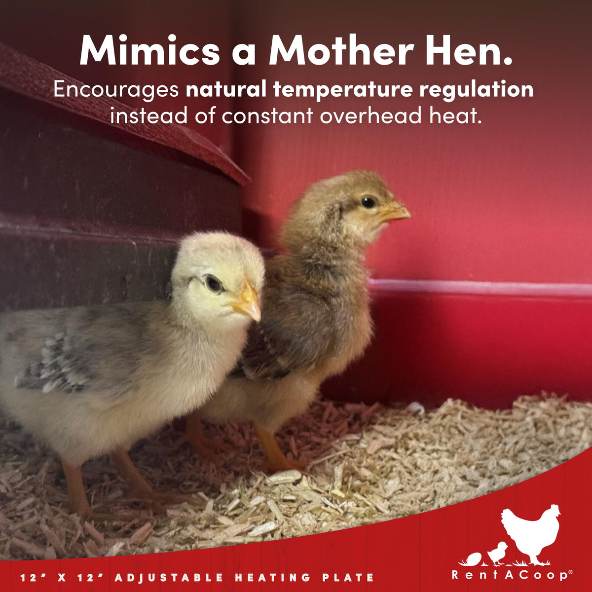 RentACoop comfort feathers removable simulate mother hen warmth for chicks