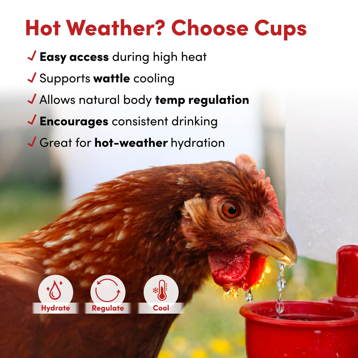 RentACoop compact waterer fits small spaces while offering 2L capacity.