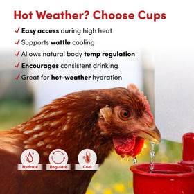 RentACoop compact waterer fits small spaces while offering 2L capacity.