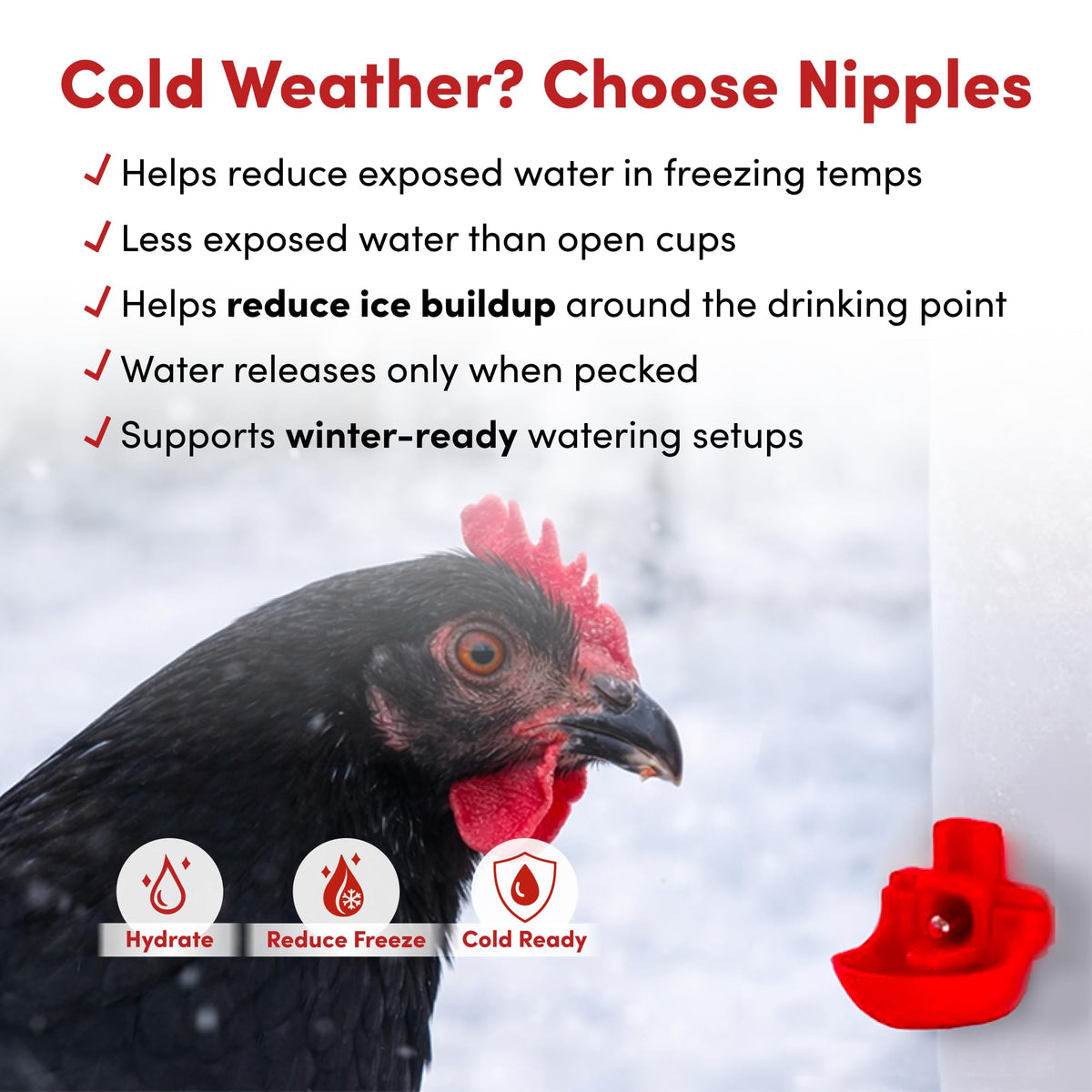RentACoop Drinker Plus compact waterer suited for small birds