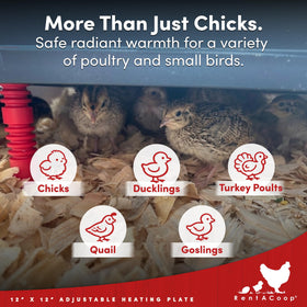 RentACoop hard Original Anti-Roost Cone keeps chicks off hot surface