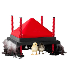 RentACoop heating plate 12x12 in angled setup delivers even warmth for chicks