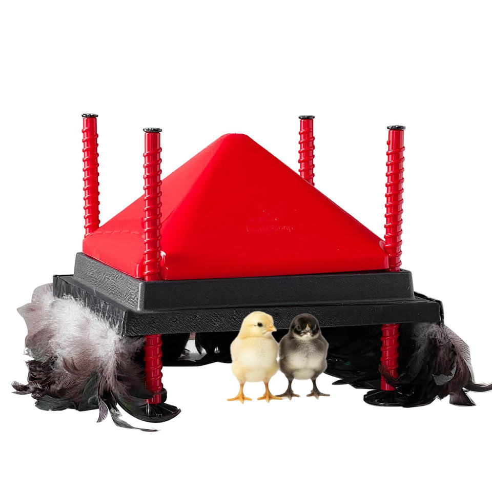 RentACoop heating plate 12x12 in angled setup delivers even warmth for chicks