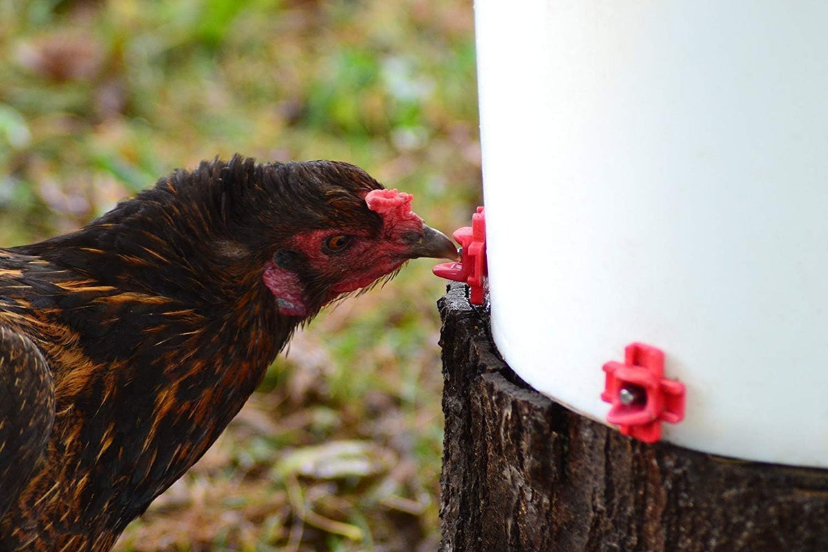 RentACoop poultry-waterer-system-setup image highlights flexible container integration for customized hydration.