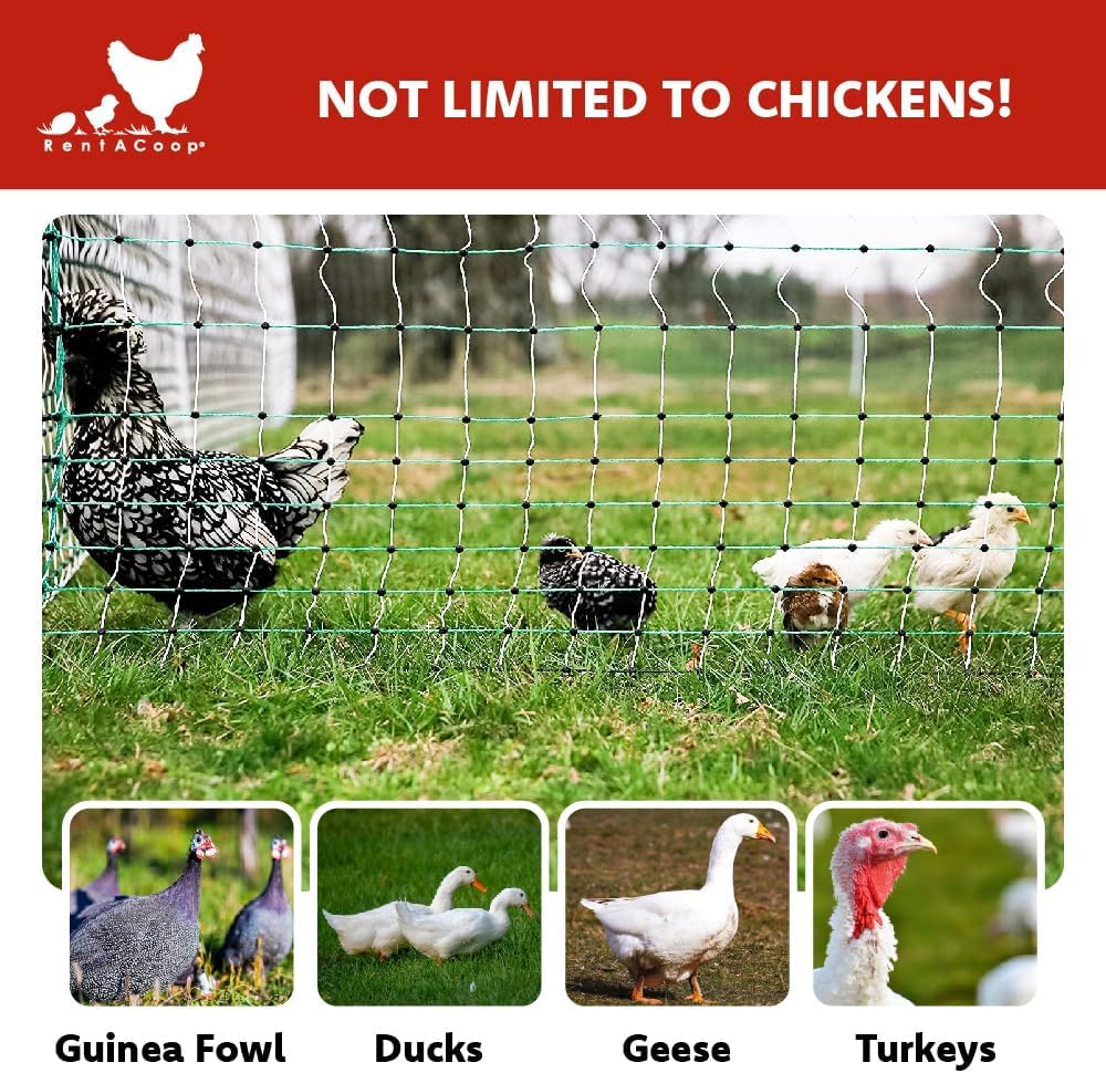 RentACoop warning sign included improves safety around the coop