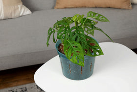 rePotme 3-pack slotted pot for various plants example