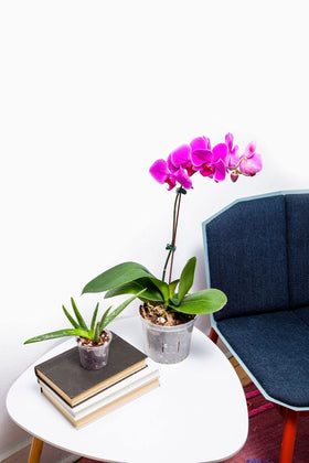 rePotme 5-inch orchid pot versatile for indoor and outdoor use