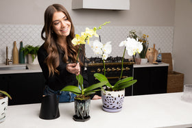 rePotme mix used by botanical gardens signals trusted orchid care.