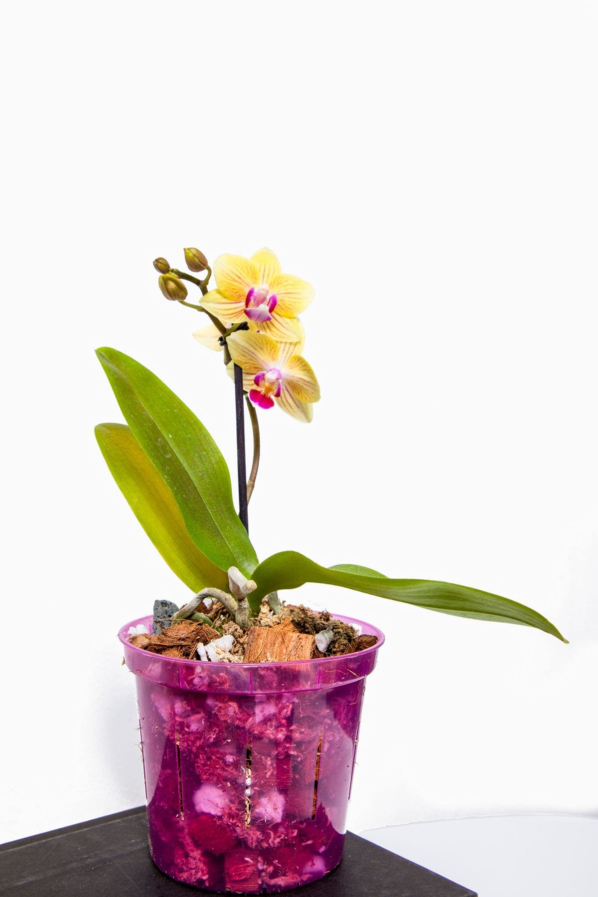 rePotme Feed ME! MSU orchid fertilizer supporting robust growth and blooms