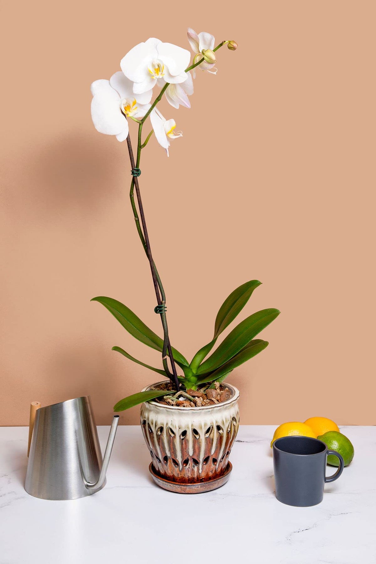 rePotme Feed ME! MSU orchid fertilizer packaging for convenient use